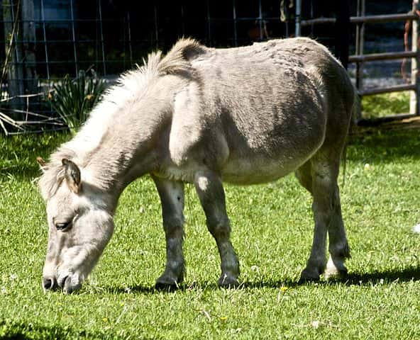 What Is The Offspring Of A Male Horse And A Female Donkey Called Northern Ag Network