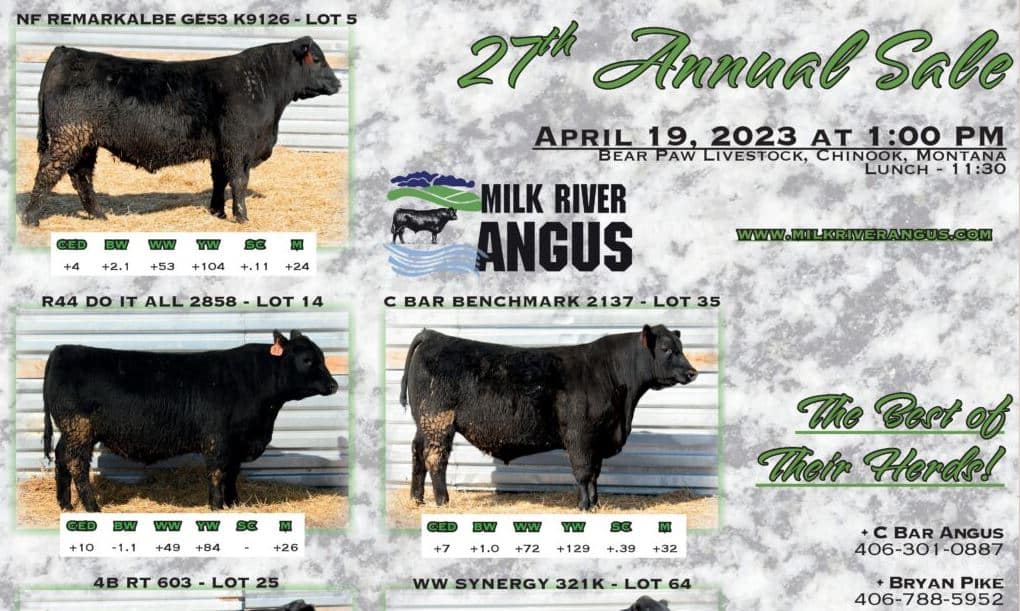 Milk River Angus Sale Northern Ag Network