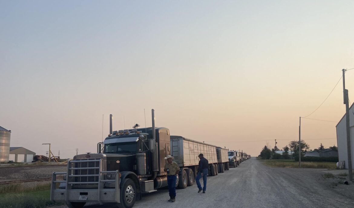 trucks lining up at harvest