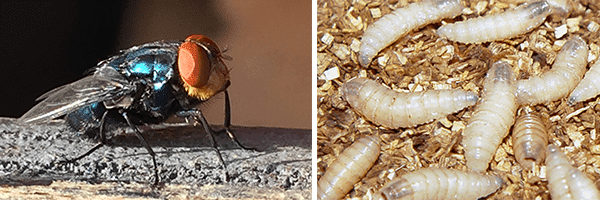 U.S. Confirms First Screwworm Human Case Sparking Livestock Industry Concerns