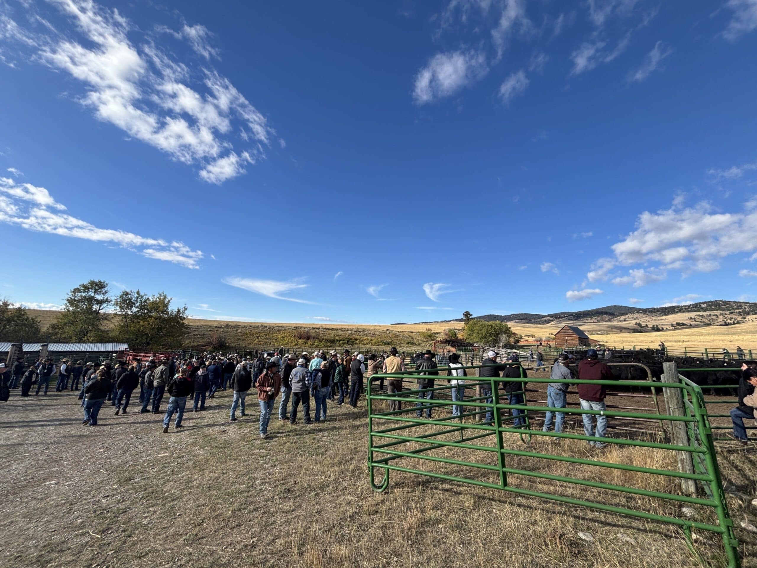 Montana Angus Tour Highlights Top Genetics Drawing Global Attention
