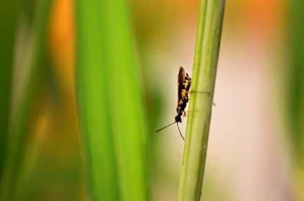 USDA Researchers Develop New Biocontrol Tool for Wheat Stem Sawfly